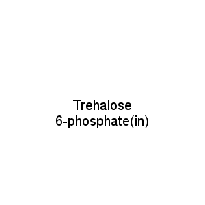 Trehalose 6-phosphate(in)